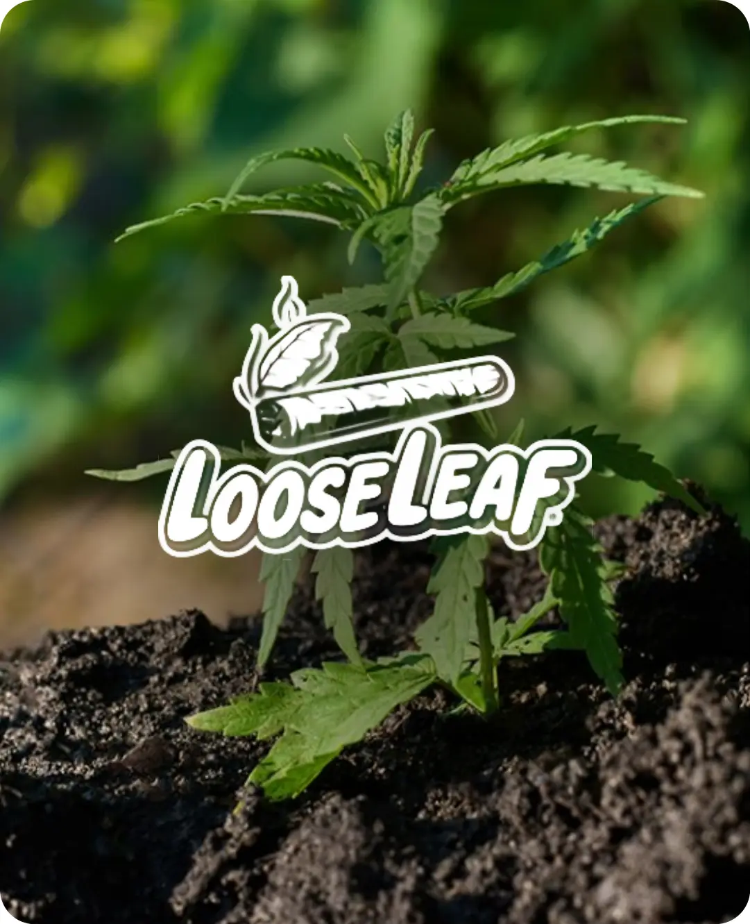 Looseleaf, a QuickBooks to Odoo migration delivered by Index World